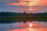 Loon At Sunset_53825-6